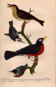 Alexander Wilson Rare American Birds Wood Thrush, Red-Breasted Thrush Robin-2.