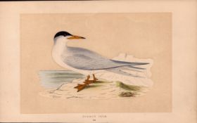 Common Tern Rev Morris Antique History of British Birds 170 Year-Old Engraving.