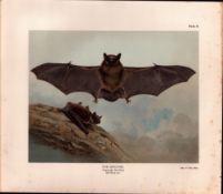 The Serotine Bat Rare Limited-Edition J.G.Millais Coloured Antique Print-63.
