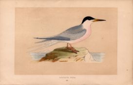Roseate Tern Rev Morris Antique History of British Birds 170 Year-Old Engraving.