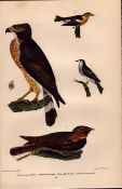 Alexander Wilson Rare American Birds Broad-Winged Hawk Antique-54.