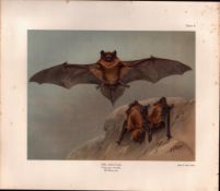 The Noctule Bat Rare Limited-Edition J.G. Millais Coloured Antique Print-64.