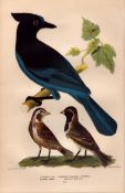 Alexander Wilson Rare American Birds Steller’s Jay, Lapland Longspur -13.