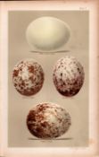 Golden Spotted White-Tailed Eagle 1896 Antique Bird Eggs Print-2.
