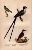 Alexander Wilson Rare American Birds- Fork-Tailed Flycatcher, Rocky Mountain Anteater-1.