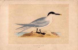 Sandwich Tern Rev Morris Antique History of British Birds 170 Year-Old Engraving.