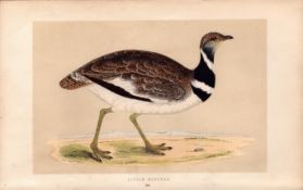 Little Bustard Rev Morris Antique History of British Birds 170 Years-Old Engraving.