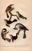 Alexander Wilson Rare American Birds- Creeper, Golden-Crested Wren, Titmouse-8.