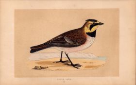 Shore Lark Rev Morris Antique History of British Birds 170 Years-Old Engraving.