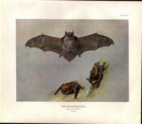 The Whiskered Bat Rare Limited-Edition J.G.Millais Coloured Antique Print-58.