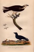 Alexander Wilson Rare Antique American Birds Fish Hawk, Fish Crow, Plover-37.