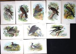 Job-Lot 10 Lloyd's Natural History, Birds Antique 1896 Prints-4.