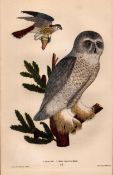 Alexander Wilson Rare American Birds Snowy Owl, Male Sparrow Hawk-32.