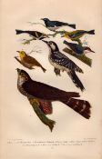 Alexander Wilson Rare American Birds Red Cocaded Woodpecker, Nuthatch, Pigeon Hawk-15.