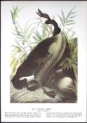 Canada Goose Audubon Birds of America 72-Year-Old Coloured Book Plate-71.