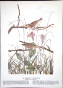 Savannah Sparow Audubon Birds of America 72-Year-Old Book Plate-200.