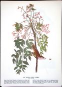 White-Eyed Vireo Audubon Birds of America 72-Year-Old Book Plate-195.