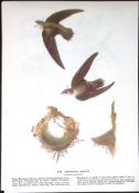 Chimney Swift Audubon Birds of America 72-Year-Old Coloured Book Plate-65.