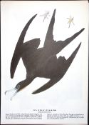 Man of War Bird Audubon Birds of America 72-Year-Old Coloured Book Plate-175.