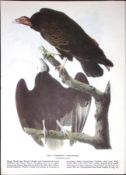 Turkey Vulture Audubon Birds of America 72-Year-Old Coloured Book Plate-25.