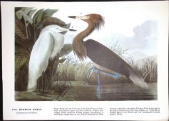 Redish Egret Audubon Birds of America 72-Year-Old Coloured Book Plate-173.