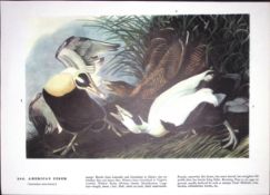 American Elder Duck Audubon Birds of America 72-Year-Old Book Plate-161.