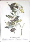 Acadian Flycatcher Audubon Birds of America 72-Year-Old Book Plate-155.