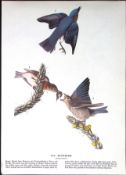 The Bluebird Audubon Birds of America 72-Year-Old Coloured Book Plate-61.