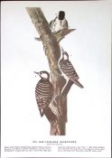Red-Cockaded Woodpecker Audubon Birds of America 72-Year-Old Book Plate-138.