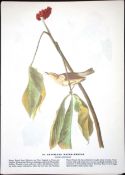 Louisiana Water-Thrush Audubon Birds of America 72-Year-Old Book Plate-192.