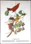 Summer Tanager Audubon Birds of America 72-Year-Old Coloured Book Plate-42.
