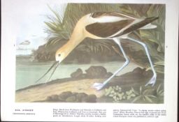 The Avocet Audubon Birds of America Coloured 72-Year-Old Book Plate-143
