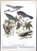 Four Western Corvids Audubon Birds of America 72-Year-Old Coloured Book Plate-206.