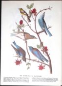 Warbler & Bluebirds Audubon Birds of America 72-Year-Old Coloured Book Plate-93.
