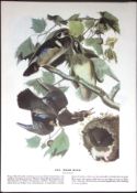 Wood Duck Audubon Birds of America 72-Year-Old Coloured Book Plate-45.
