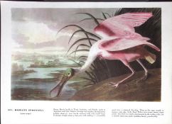 Roseate Spoonbill Audubon Birds of America 72-Year-Old Coloured Book Plate-99.