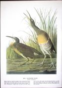 Clapper Rail Audubon Birds of America 72-Year-Old Book Plate-162.