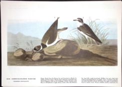 Semipalmated Plover Audubon Birds of America 72-Year-Old Coloured Book Plate-214.