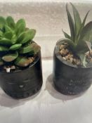 Faux Plants, Kind People, Succulant Plants In Pots 12cm. 2 In A Box, Bundle of 6 Boxes.