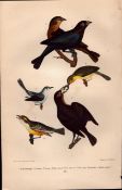 Alexander Wilson Rare American Birds- Maryland Yellow Throat Cow Bunting-18.