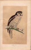 Hawk Owl Rev Morris Antique History of British Birds 170 Years-Old Engraving.