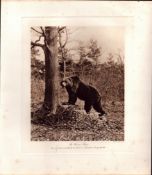 The Brown Bear Resting Rare Limited-Edition Coloured Antique Print-49.