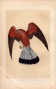 Kestrel Rev Morris Antique History of British Birds 170 Years-Old Engraving.