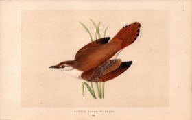 Rufous Sedge Warbler Rev Morris Antique History of British Birds 170 Years-Old Engraving.