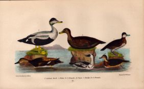 Alexander Wilson Rare American Birds Merganser, Scaup Duck, Widgeon, Snow Goose-69.