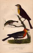 Alexander Wilson Rare American Birds Yellow-Headed Blackbird, Cape May Warbler-3.