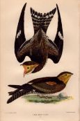 Alexander Wilson Rare American Birds Night Hawk & Female Egg -40.