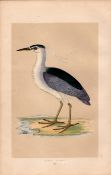 Night Heron Rev Morris Antique History of British Birds 170 Years-Old Engraving.