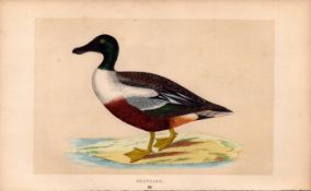 Shoveler Rev Morris Antique History of British Birds 170 Years-Old Engraving.