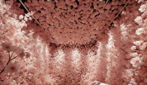 Transform Your Space With Luxurious Pink Blossom Wall Flowers